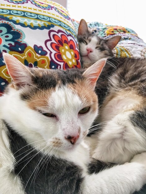 Foto close-up de gatos descansando em almofadas