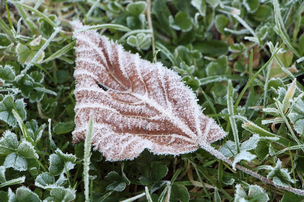 Close-up de geada na planta durante o inverno