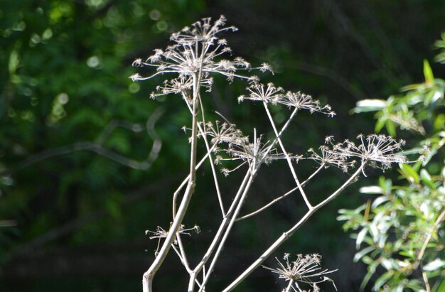 Foto close-up de geada na planta