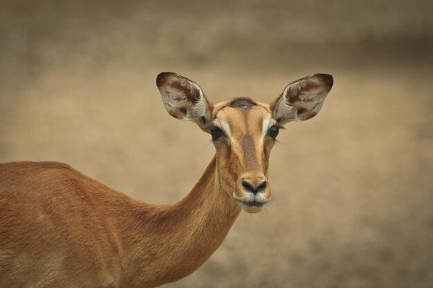 Foto close-up de girafa contra um fundo desfocado