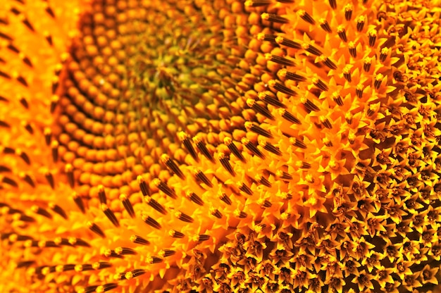 Close-up de girassol amarelo de verão. Fundo natural agrícola, textura e papel de parede