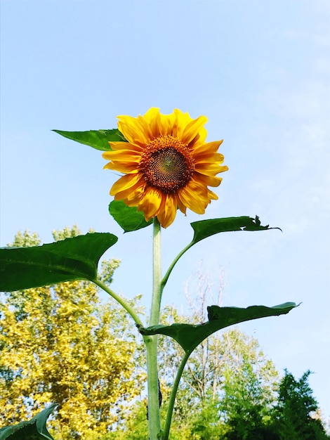 Foto close-up de girassol amarelo florescendo contra o céu claro