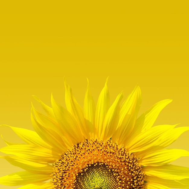 Close-up de girassol contra fundo amarelo