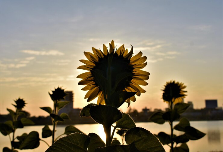 Foto close-up de girassol contra o céu ao pôr-do-sol
