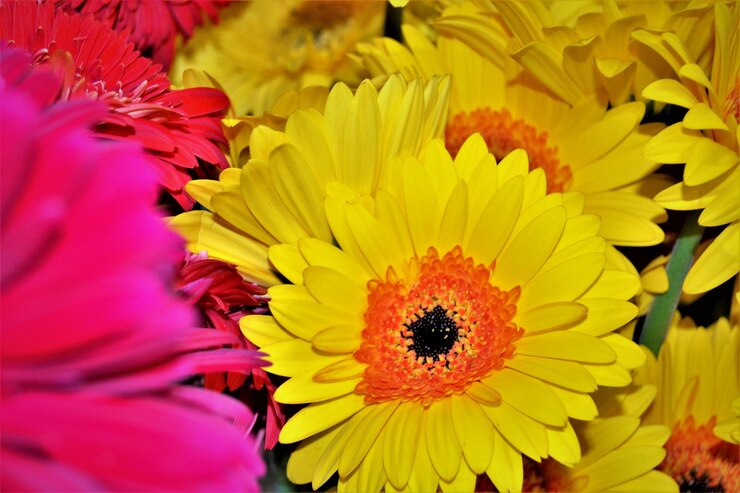 Foto close-up de girassol