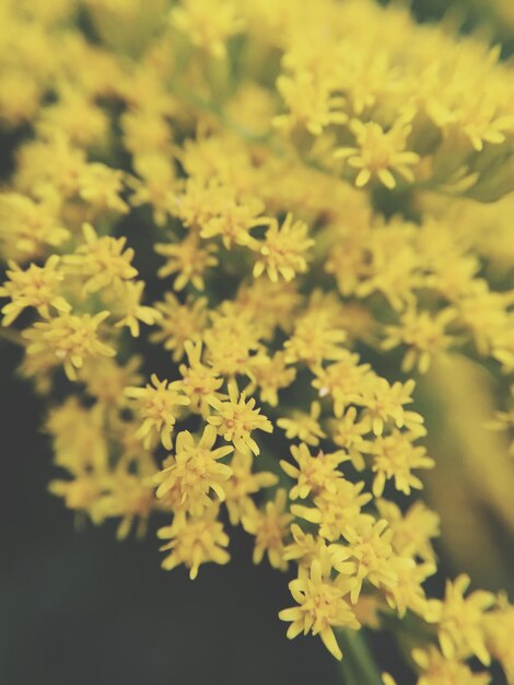 Foto close-up de goldenrods amarelos florescendo ao ar livre