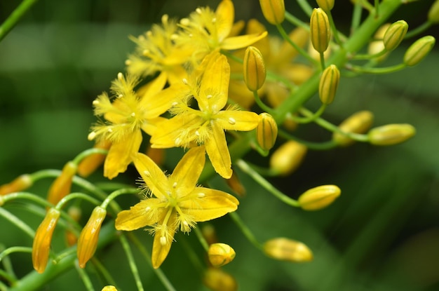 Foto close-up de gotas de água em flor amarela