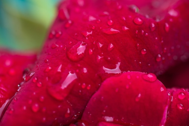 Close-up de gotas de água em flor rosa