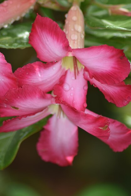 Foto close-up de gotas de água em flor rosa