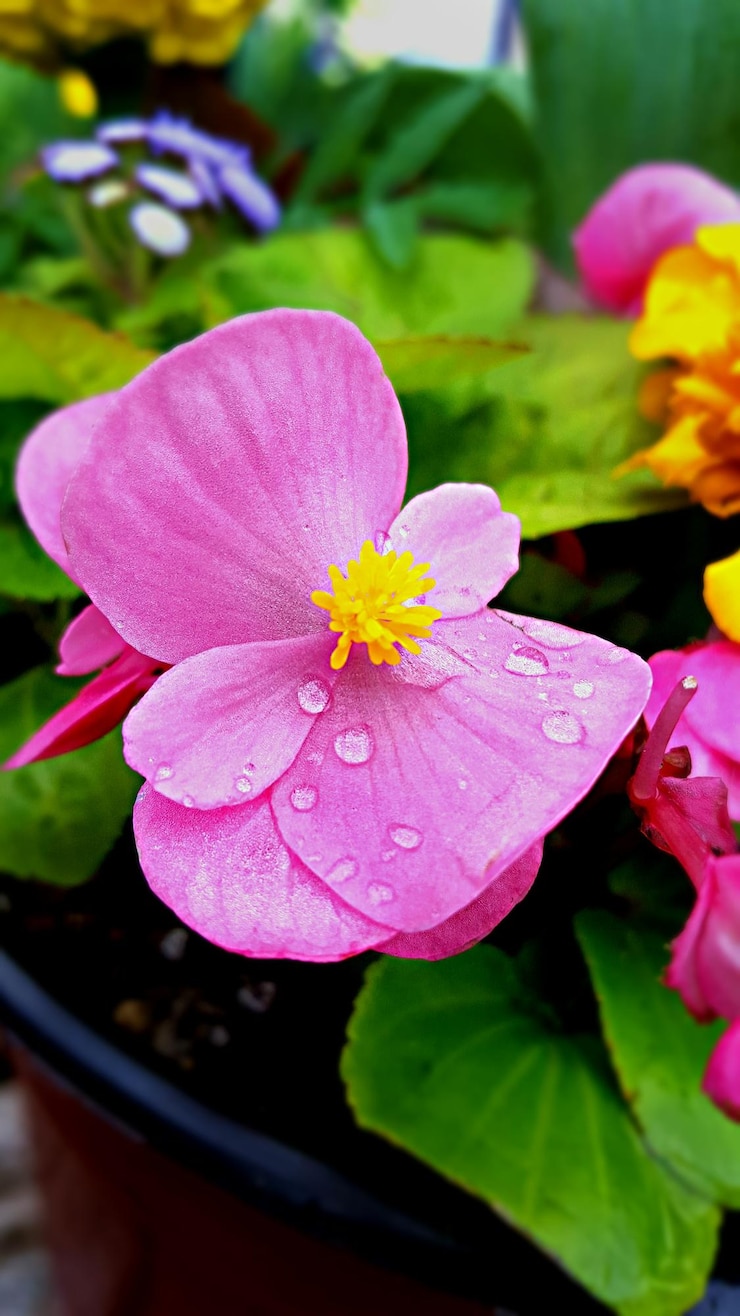 Foto close-up de gotas de água em flor rosa