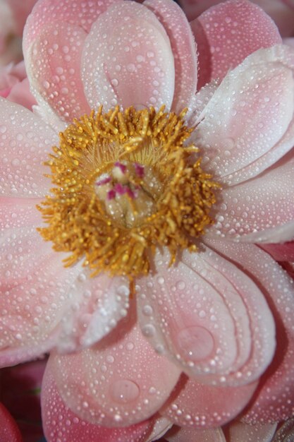 Foto close-up de gotas de água em flor rosa