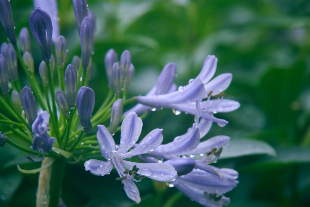 Close-up de gotas de água em flor roxa