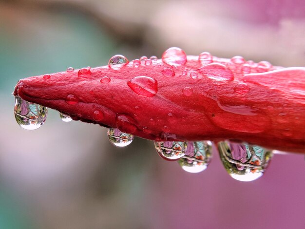 Close-up de gotas de água em flor vermelha