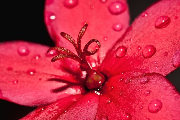 Foto close-up de gotas de água em flor vermelha