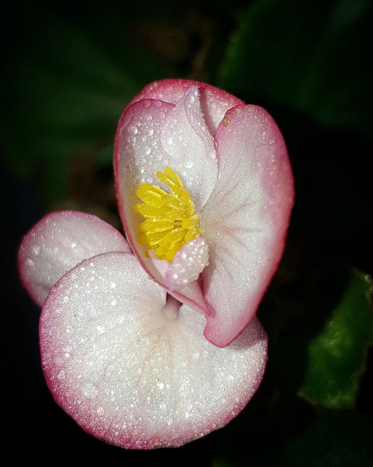 Foto close-up de gotas de água em flores cor-de-rosa e brancas