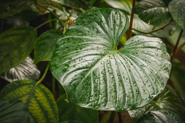 Foto close-up de gotas de água em folha verde