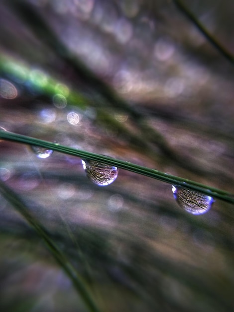 Foto close-up de gotas de água em folhas de grama