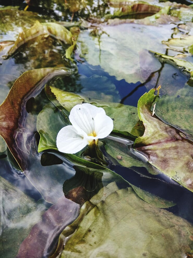 Foto close-up de gotas de água em folhas flutuando no lago