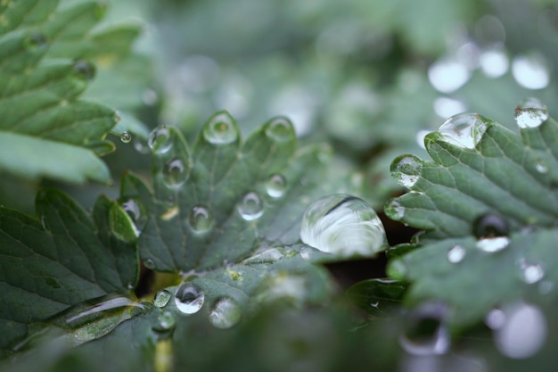 Close-up de gotas de água em folhas verdes