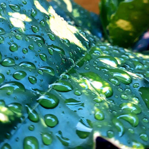 Foto close-up de gotas de água em folhas