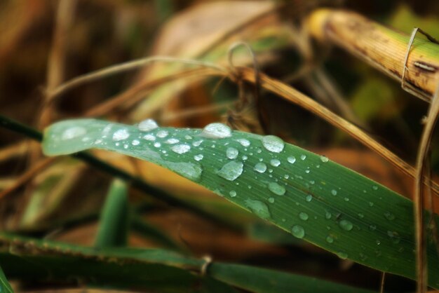 Foto close-up de gotas de água em folhas