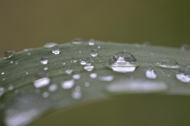 Foto close-up de gotas de água em folhas