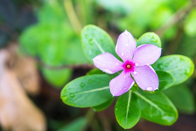 Foto close-up de gotas de água em planta de flor rosa