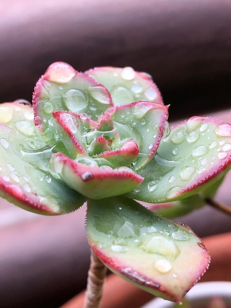 Foto close-up de gotas de água em planta suculenta