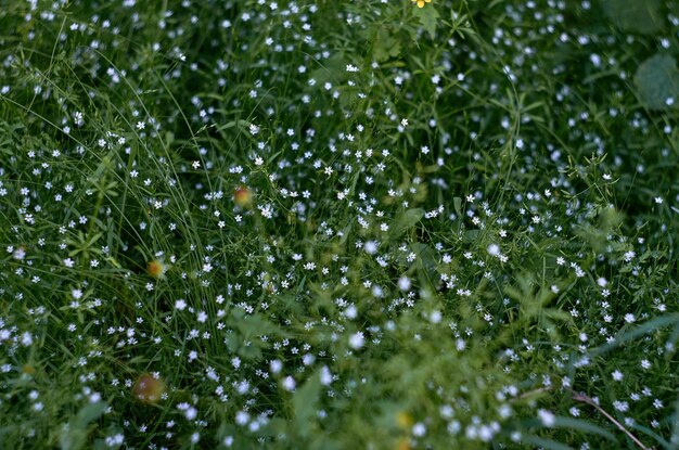 Foto close-up de gotas de água em plantas