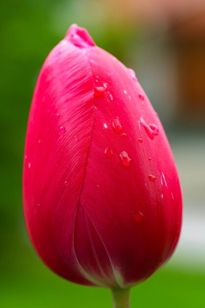 Close-up de gotas de água em rosa rosa