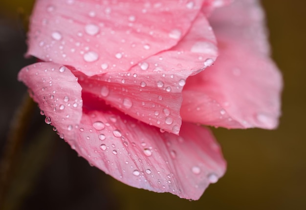 Close-up de gotas de água em rosa rosa