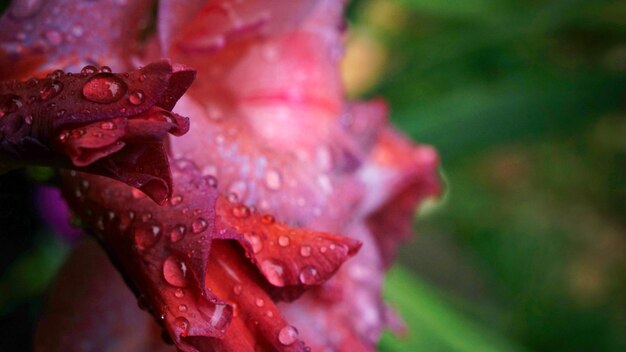 Foto close-up de gotas de água em rosa