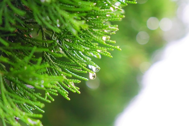 Close-up de gotas de água em um pinheiro