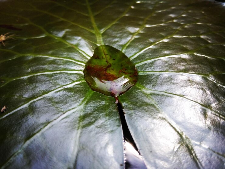 Foto close-up de gotas de água em uma flor