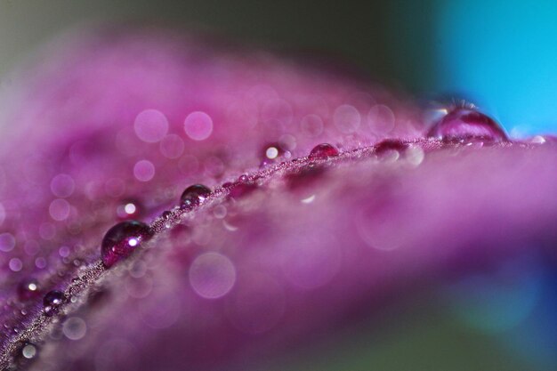 Close-up de gotas de água em uma flor