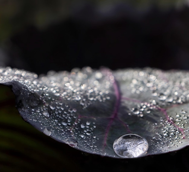 Foto close-up de gotas de água em vegetais