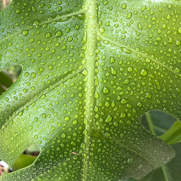 Close-up de gotas de água na folha