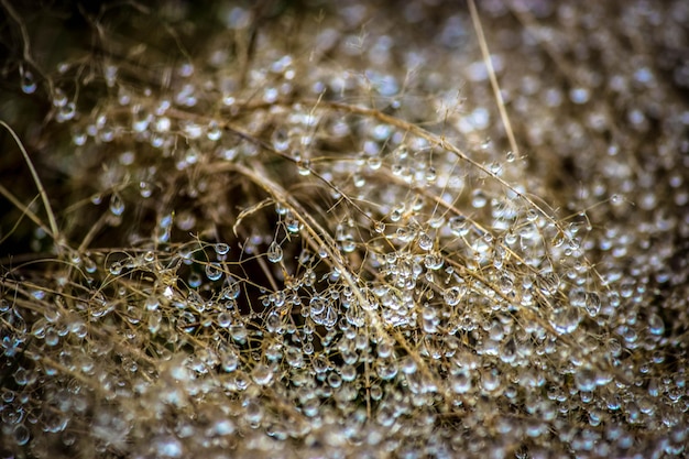 Foto close-up de gotas de água na folha