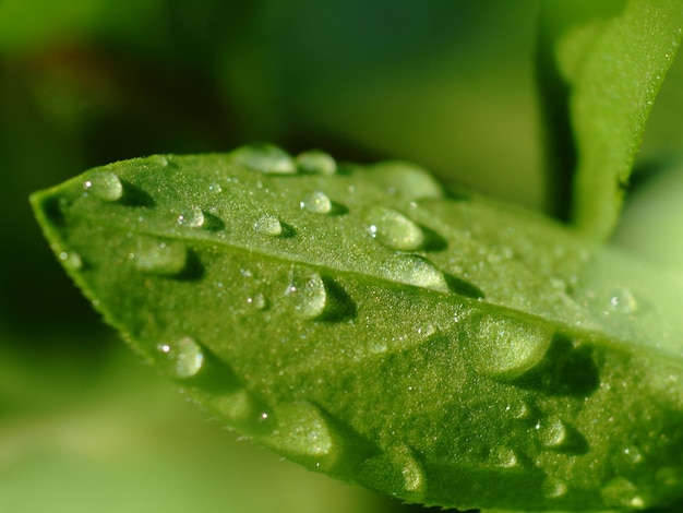 Close-up de gotas de água na folha