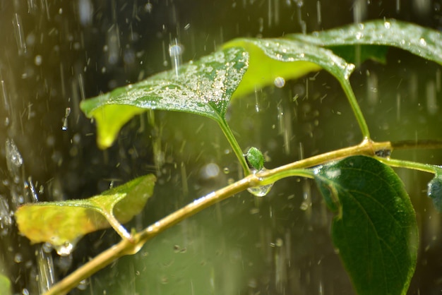 Close-up de gotas de água na folha