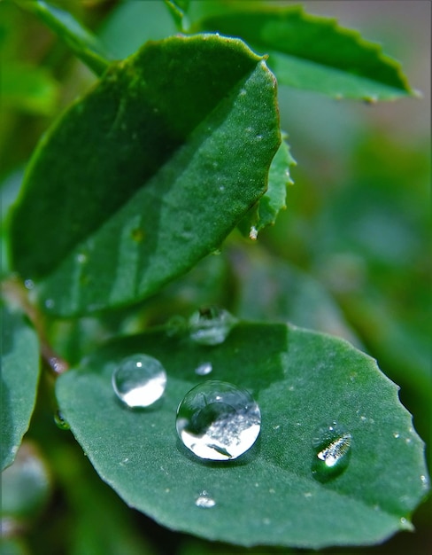 Close-up de gotas de água na folha