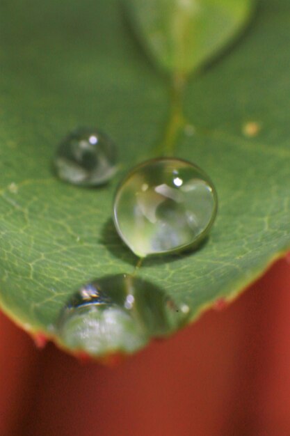 Foto close-up de gotas de água na folha