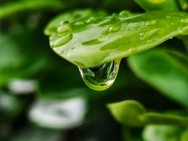 Foto close-up de gotas de água na folha