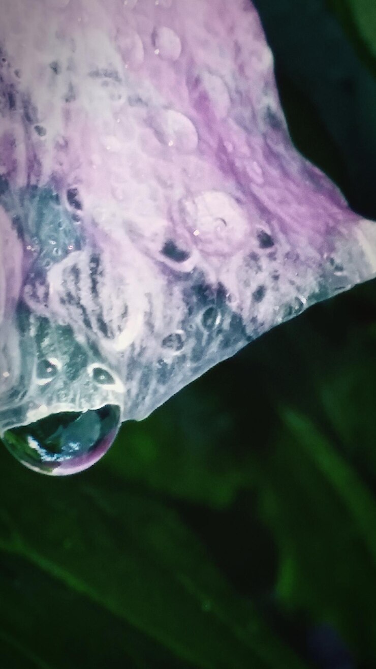 Foto close-up de gotas de água na folha