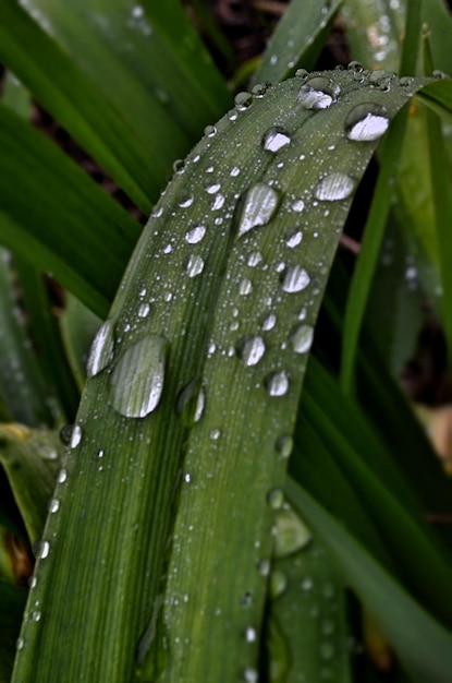 Foto close-up de gotas de água na grama