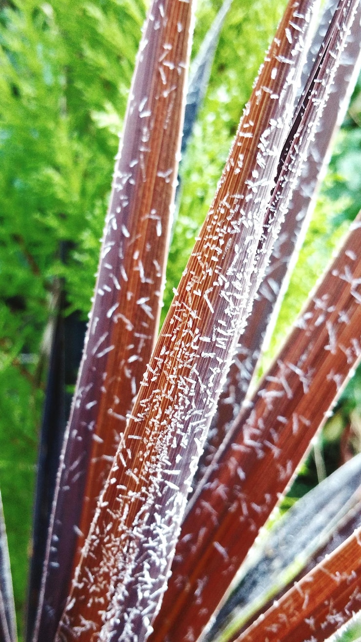 Foto close-up de gotas de água na grama