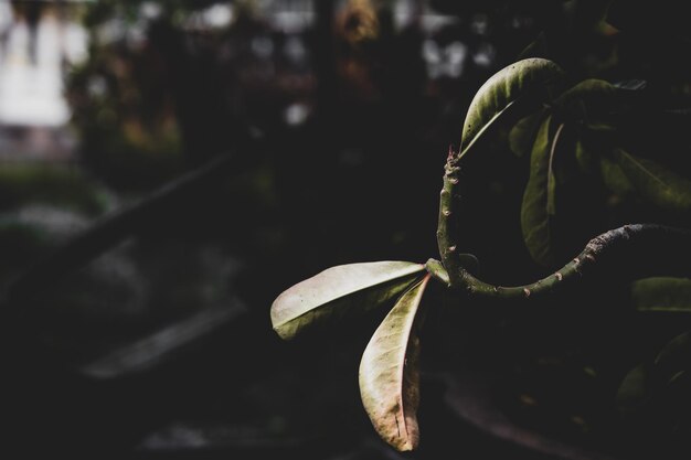 Foto close-up de gotas de água na planta