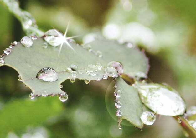 Foto close-up de gotas de água na planta