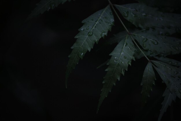 Close-up de gotas de água na planta