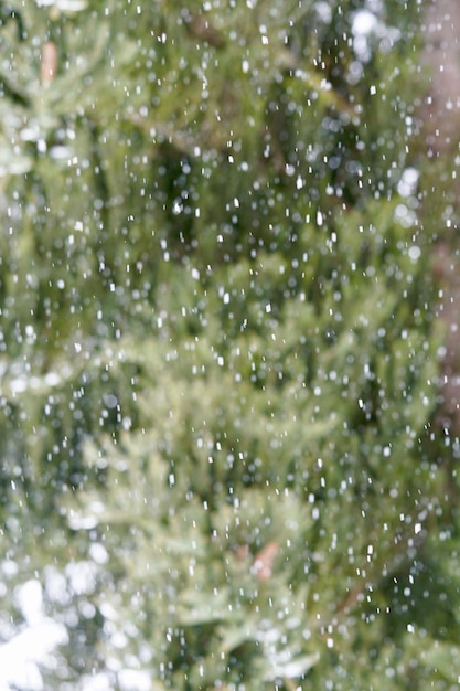 Close-up de gotas de água na planta